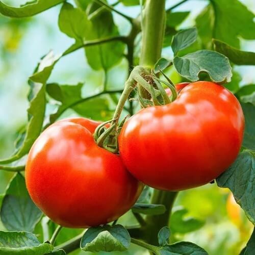 Tomato